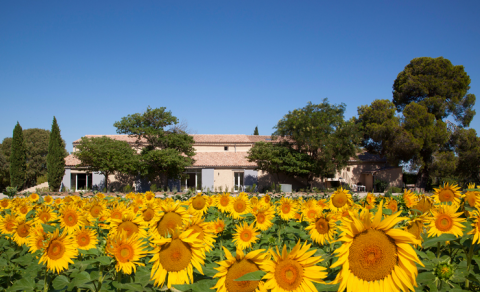 Vingård-ferie ved Middelhavet